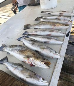 Speckled Trout Spectacle: Galveston Delight 🌊